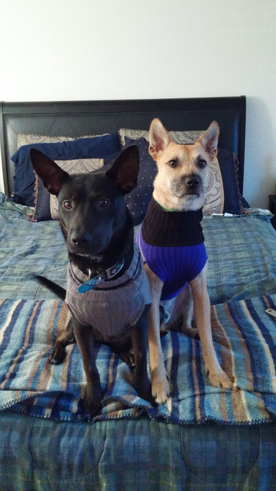 Macy and Charlie sit happily on the bed wearing their sweaters.