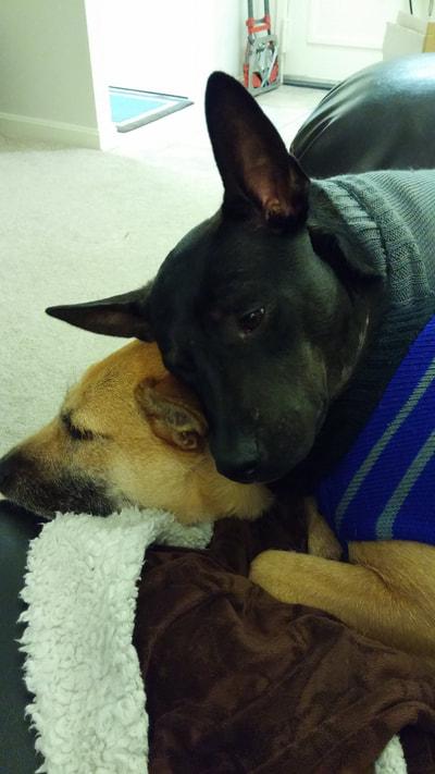 Macy the dog lays on top of Charlie the dog. Both are wearing sweaters.