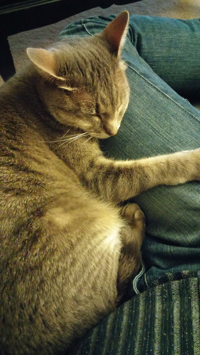 Luna the cat takes a nap on someone's lap.
